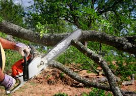  Enochville, NC Tree Removal and Landscaping Services Pros